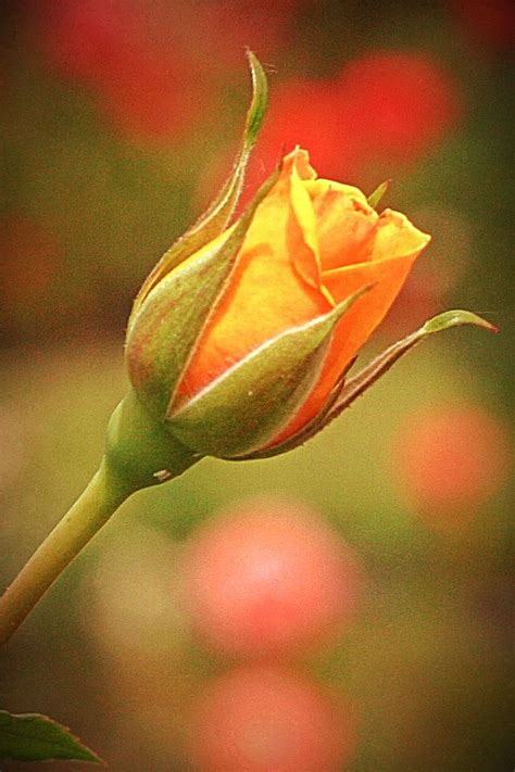 Yellow Rosebud...Photo by www.sherriwoodbridge.com