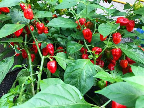 3 Plant Caribbean Red Habanero Chili Super Hot Pepper Live | Etsy