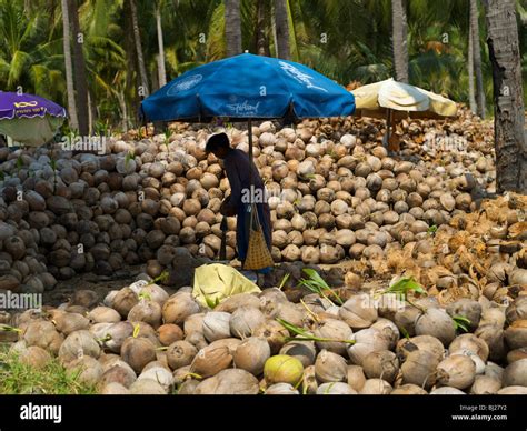 Coconut farm in Koh Phangan Thailand Stock Photo - Alamy