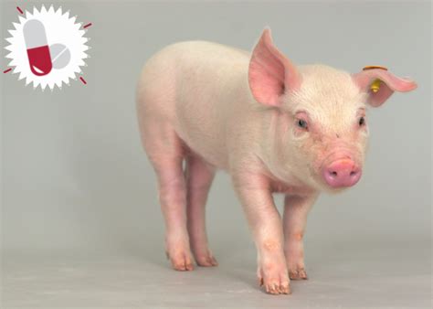 Responsible use of antibiotics in pig production – new recommendations from the FAO - Tests and ...