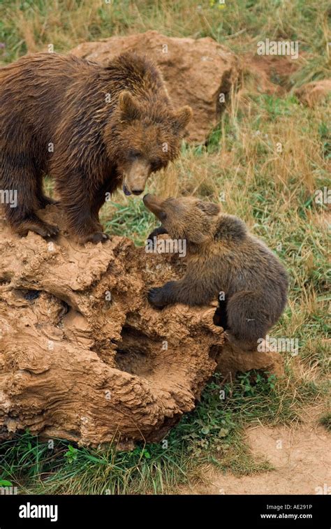 Brown bear mother and cub Stock Photo - Alamy