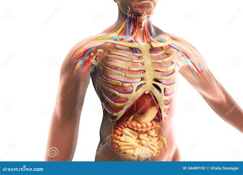 The human body anatomy stock illustration. Illustration of digestive ...