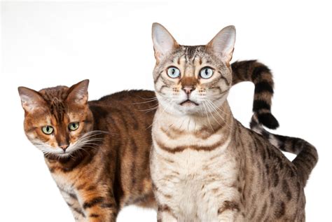 How to Get the Most Out of Your Bengal Cat Sleep Cycle | thebengalway.com