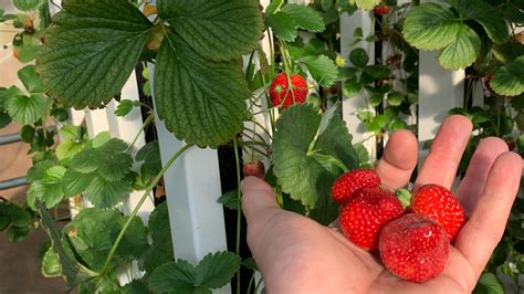 How to Grow Hydroponic Strawberries | Exfoliators