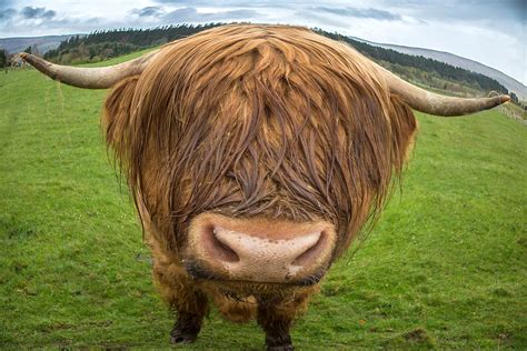 Highland cow up close and personal - Jim Zuckerman photography & photo ...