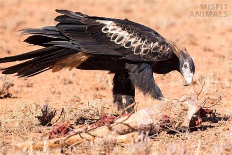 Kangaroo Predators: What Eats Kangaroos? (8 Natural Enemies)