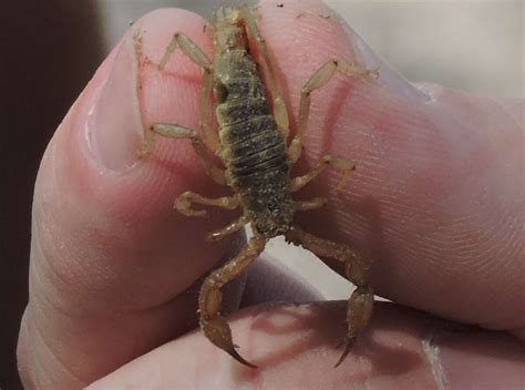 Wild Texas: 5 most common scorpions, habitats and more