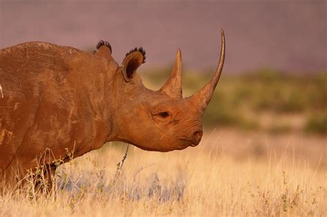 Synthetic rhino horn: Will it save the rhino? | Save The Rhino