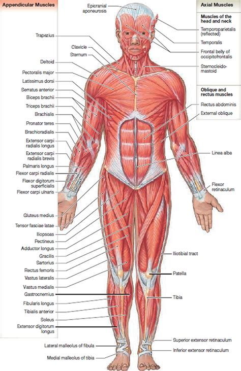 Muscle Anatomy - Skeletal Muscles - Groin Muscles - Calf Muscles