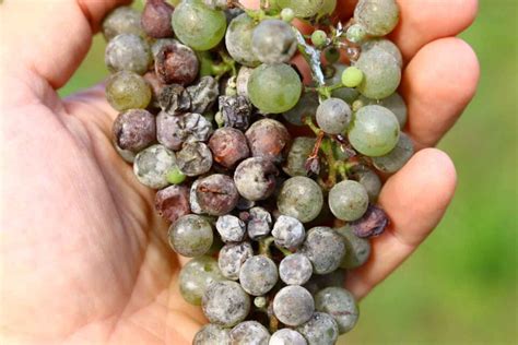 Grape Vine Care: Everything You Need to Know - Minneopa Orchards