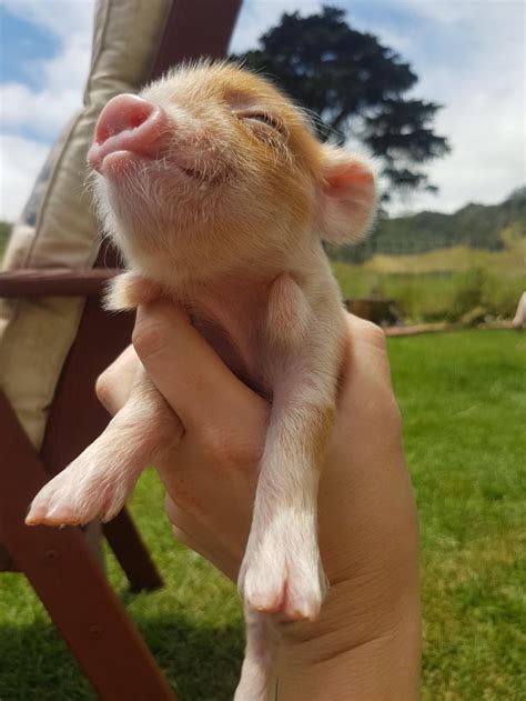 The kunekune is a domesticated pig breed native to New Zealand. They ...