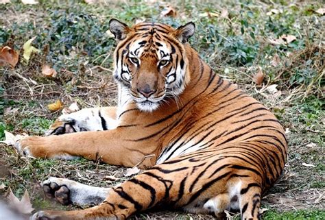 South China Tiger - Facts, Size, Diet, Pictures - All Animal Facts