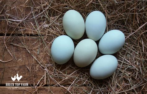 6 RHODE ISLAND RED EGGS – Breck Top Farm