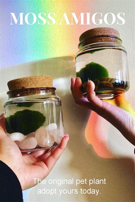 Moss Amigo Rainbow Glow | Inside plants, Succulents diy, Plant cuttings