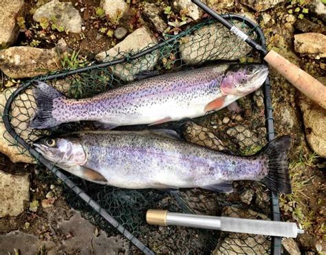 Trout Fishing: How-To Techniques and Tips to Catch More Fish - Best Fishing in America