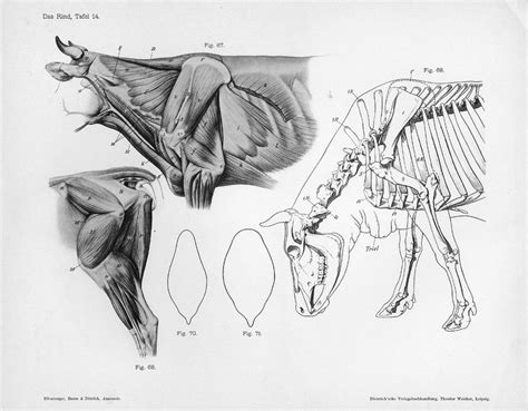 17 Best images about Anatomy - animal - Artiodactyla on Pinterest | Anatomy sculpture, Museums ...