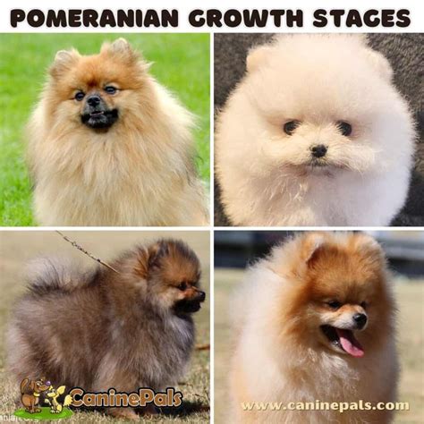 Pomeranian Growth Stages & Weight: A Comprehensive Guide - Canine Pals