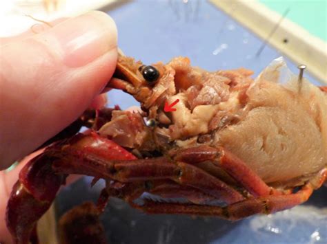 Nature Notes: Crawdad Dissection – A Reason For Homeschool