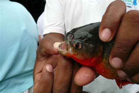 Piranha Teeth | Smithsonian Photo Contest | Smithsonian Magazine