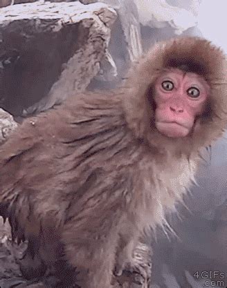 monkey Archives - Reaction GIFs