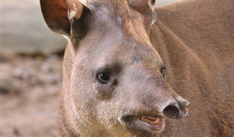 Brazilian tapir facts, distribution & population | BioDB