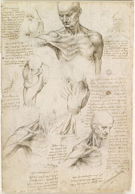 Superficial anatomy of the shoulder and neck Drawing by Leonardo da ...