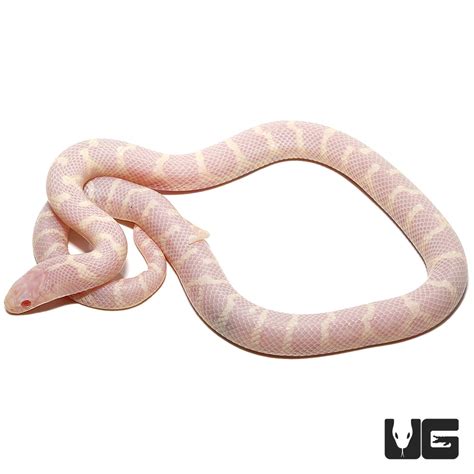 Baby Albino Hypo Het Lavender California Kingsnake - Underground Reptiles