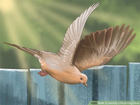 How to Identify a Mourning Dove: 13 Steps (with Pictures)