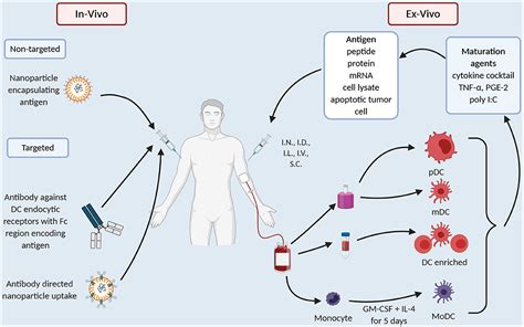 Frontiers | Moving on From Sipuleucel-T: New Dendritic Cell Vaccine Strategies for Prostate Cancer