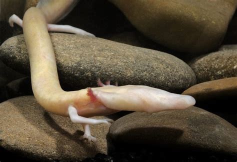 OLM (Proteus Anguinus) ~ Animales en Peligro de Extinción