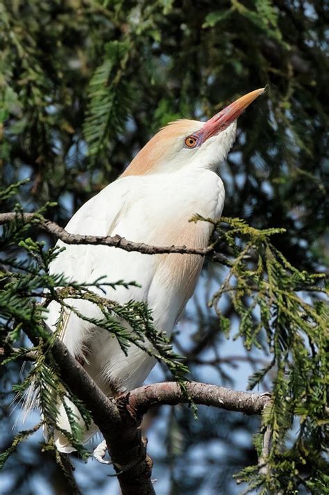 Western Cattle Egret in Breeding Plumage Photograph by Kathleen Bishop | Fine Art America