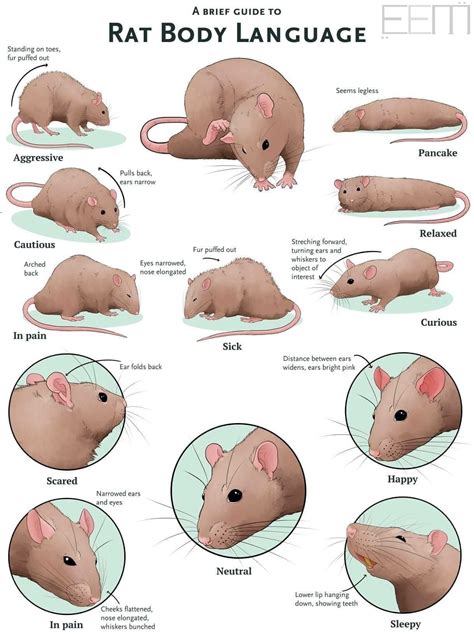 Rat Body Language #rats #bodylanguage #petparentingtips | Pet rats, Pet mice, Pet rodents