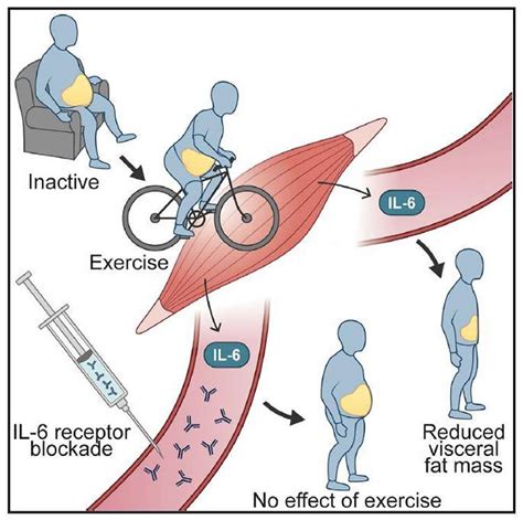 How Exercise Reduces Belly Fat in Humans - Neuroscience News