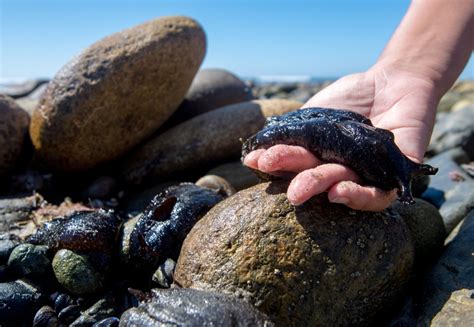 Watch your step: Big, black sea slugs invade Southern California ...