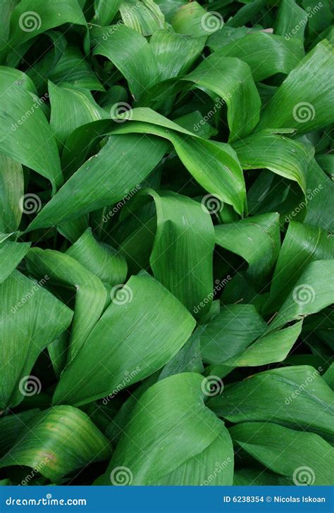 Tropical foliage stock photo. Image of forest, nature - 6238354