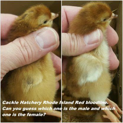 Rhode Island Red Baby Chicken Chicks For Sale | Cackle Hatchery®