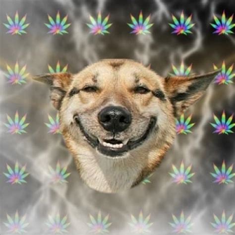 Stoner Dog Memes - Imgflip