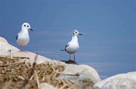 A Trip to the Quill Lakes, Saskatchewan - A World-class Birding Area