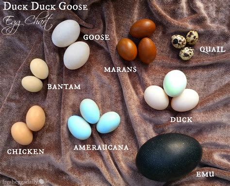 Quail Egg Color Chart