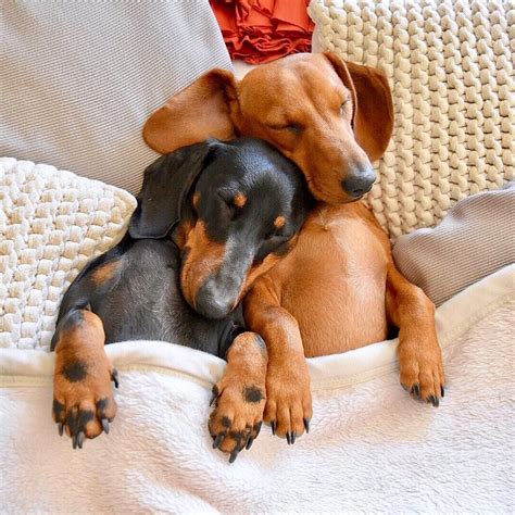 Sleeping Dachshunds | Sausage dog | Dachshund love | Dachshund puppies | Doxie |Dackel | Pet ...