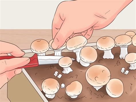 How to Grow White Button Mushrooms: 13 Steps (with Pictures)