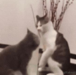 Cat Fight GIF - Find & Share on GIPHY