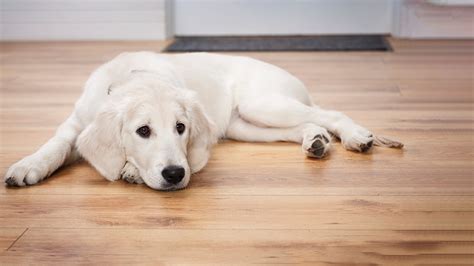 Reduce Separation Anxiety In Dogs - Gentedelasafor.net