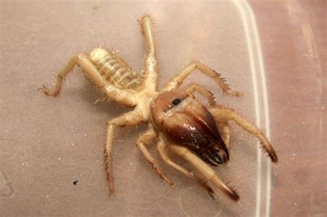 Camel Spider Bite Facts and Information | Animal Bliss