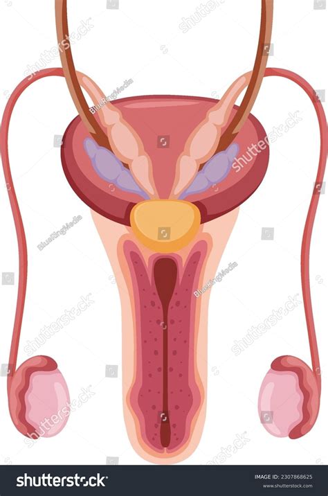 Human Male Reproductive System Animation