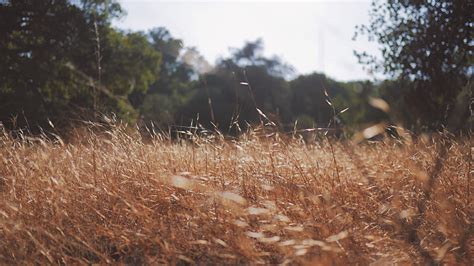 Tall Grass Field Wallpaper