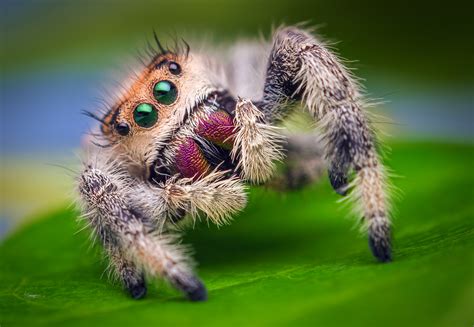 File:Female Jumping Spider - Phidippus regius - Florida.jpg - Wikimedia Commons