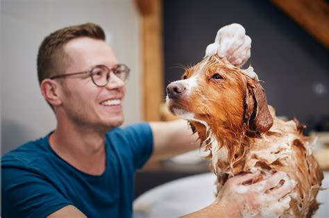 Dog Shampoo Showdown: Bar vs Bottle – DOG SHT