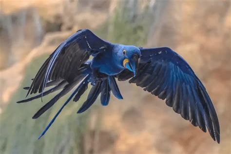 Blue Macaw Guide: Beautiful Blue Bird on the Brink of Extinction - Birding Insider