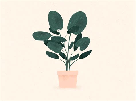 Plants & Cacti by Olivia Moore | Dribbble in 2023 | Flower illustration ...